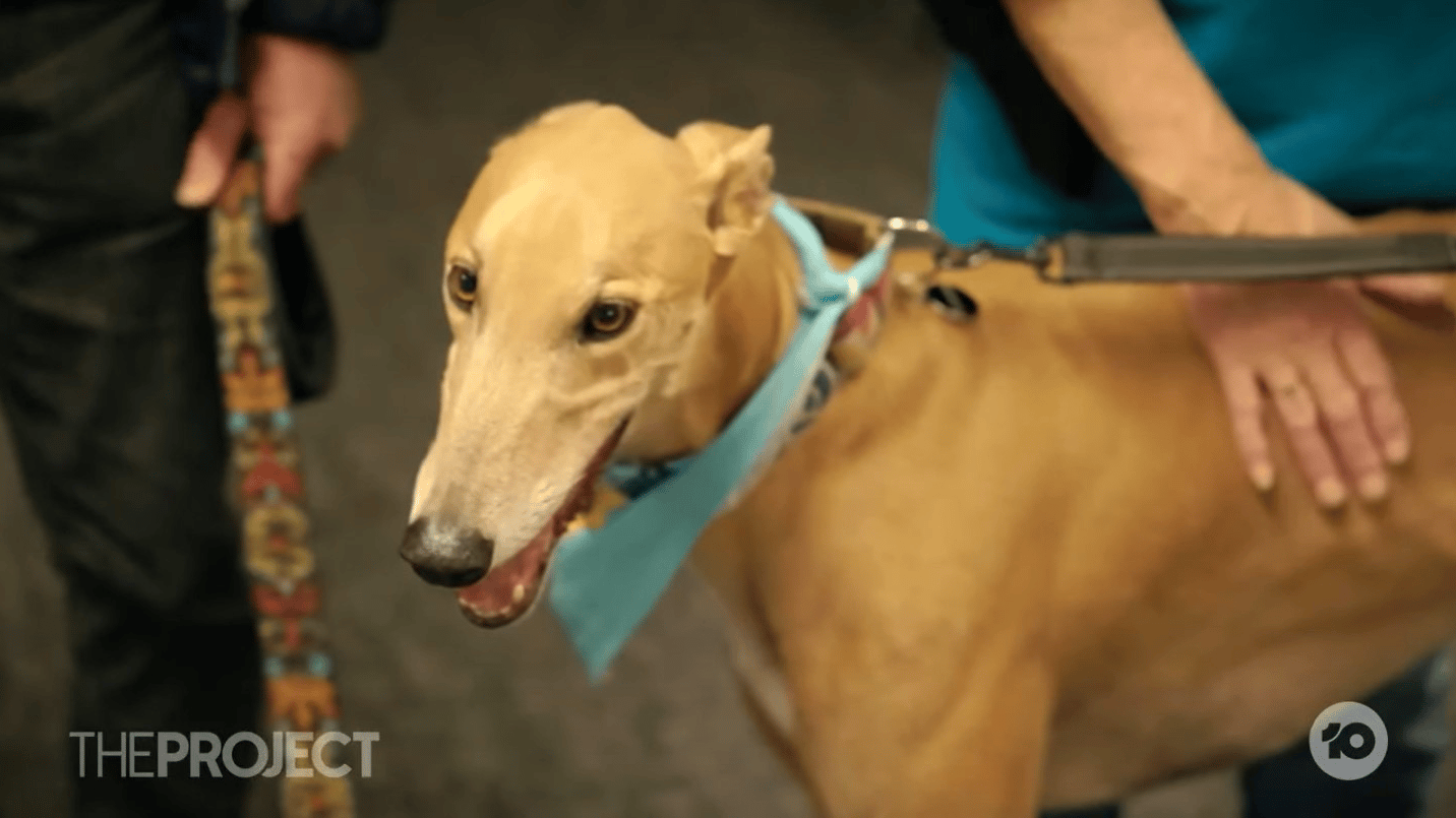 hounds-helping-humans-on-the-project