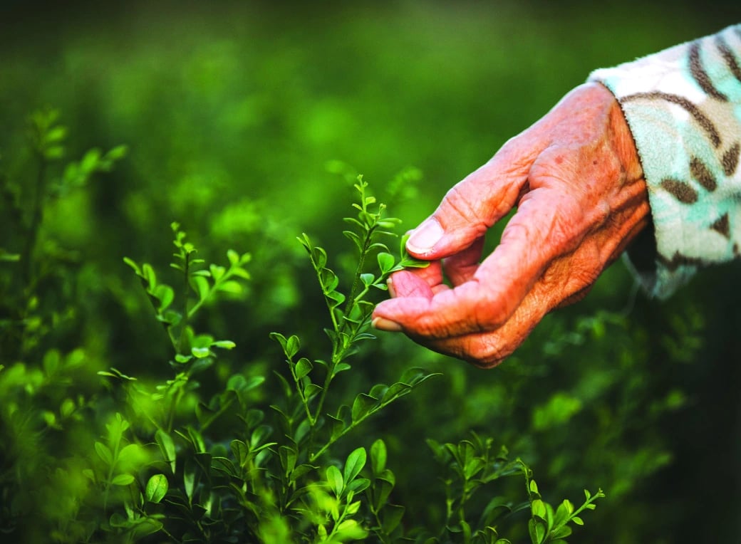 Why-hammondCare--plant-with-old-hand