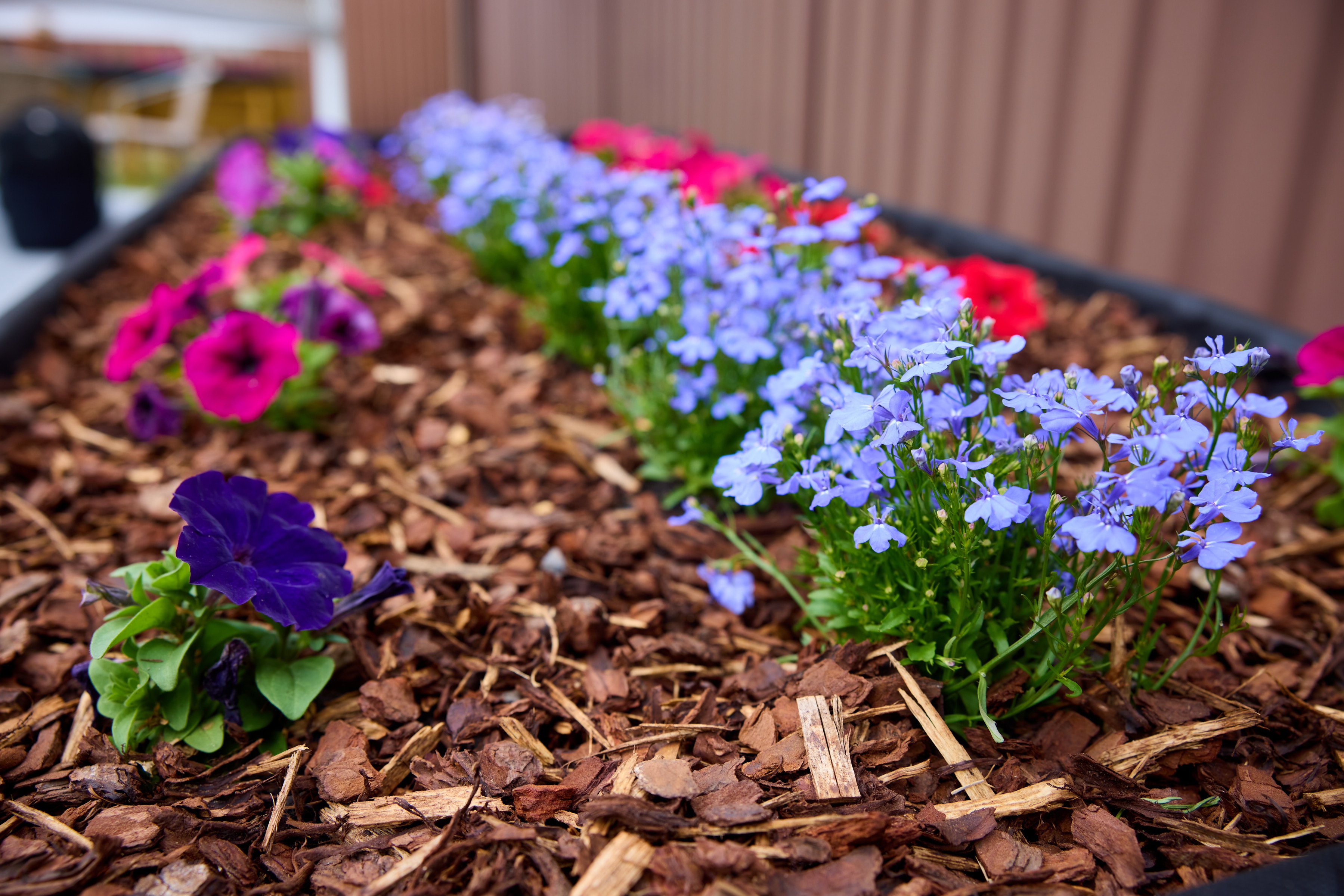 Aged care residents and people with dementia can enjoy the communal garden at HammondCare's Ironbark Social Club in Western Sydney